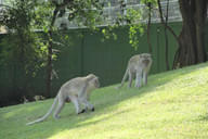 Hua-Hin-Thailand Bild 14